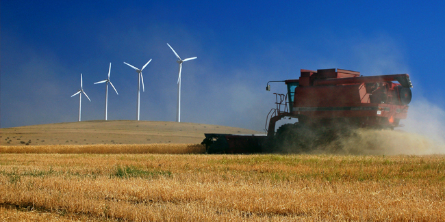 Harvesting combine with wind turbines in the background