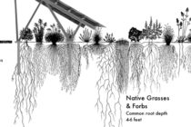Native Landscaping