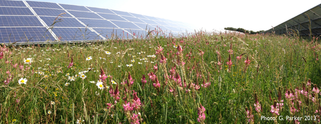 Vegetative Cover on Solar Site