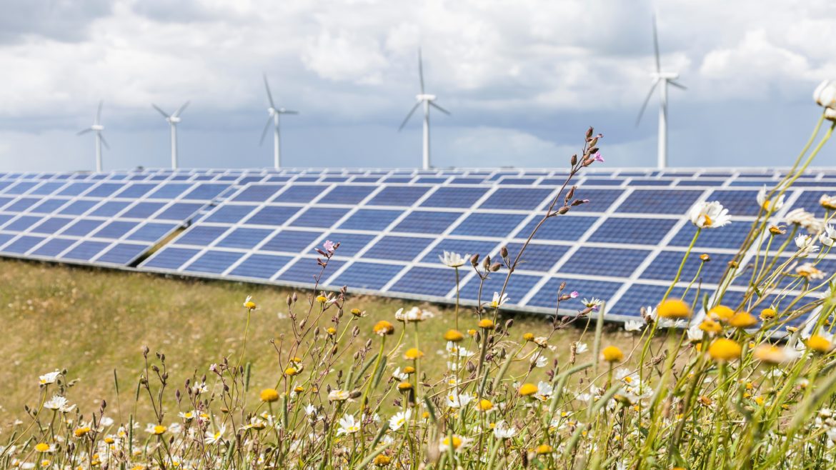 Solar panels stand in a field. Behind them, wind turbines. In the foreground, bees among flowers. At the Westmill Solar and Wind Farm.