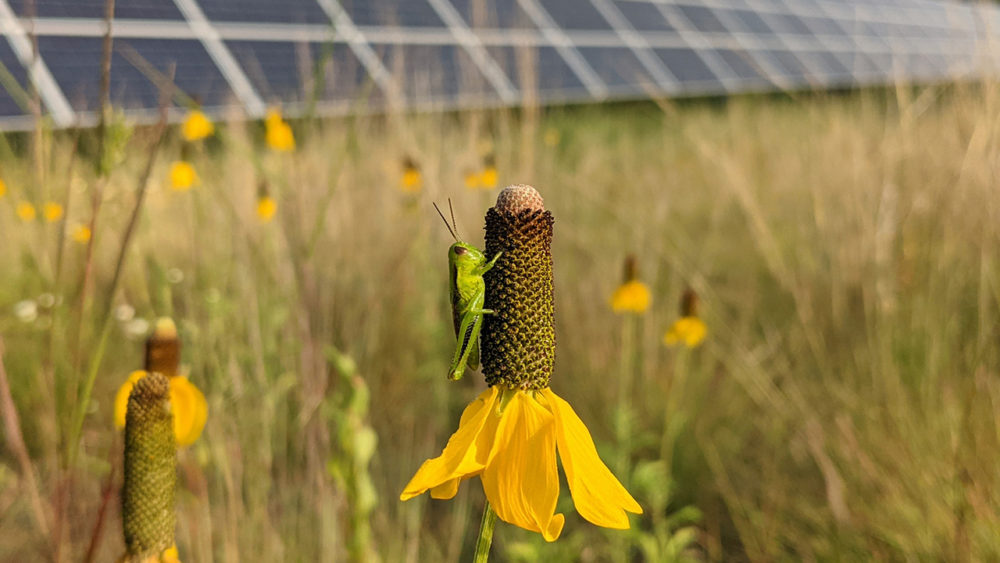 Pollinator Solar Renewable energy meets pollinator habitat in Minnesota solar fields