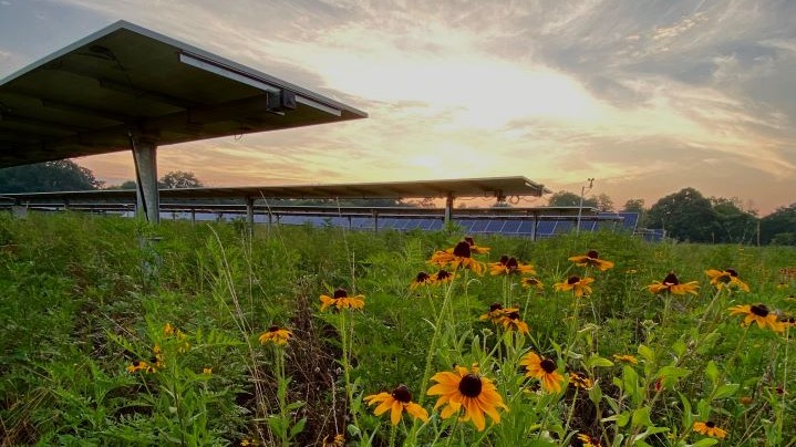 Photo shows a wide view of the Carter Farms solar site as sunrise. Solar panels sit facing directly up the left and center parts of the photo, with yellow blackeyed Susan flowers in the foreground. The sky behind is tinged pale peach and pale yellow.