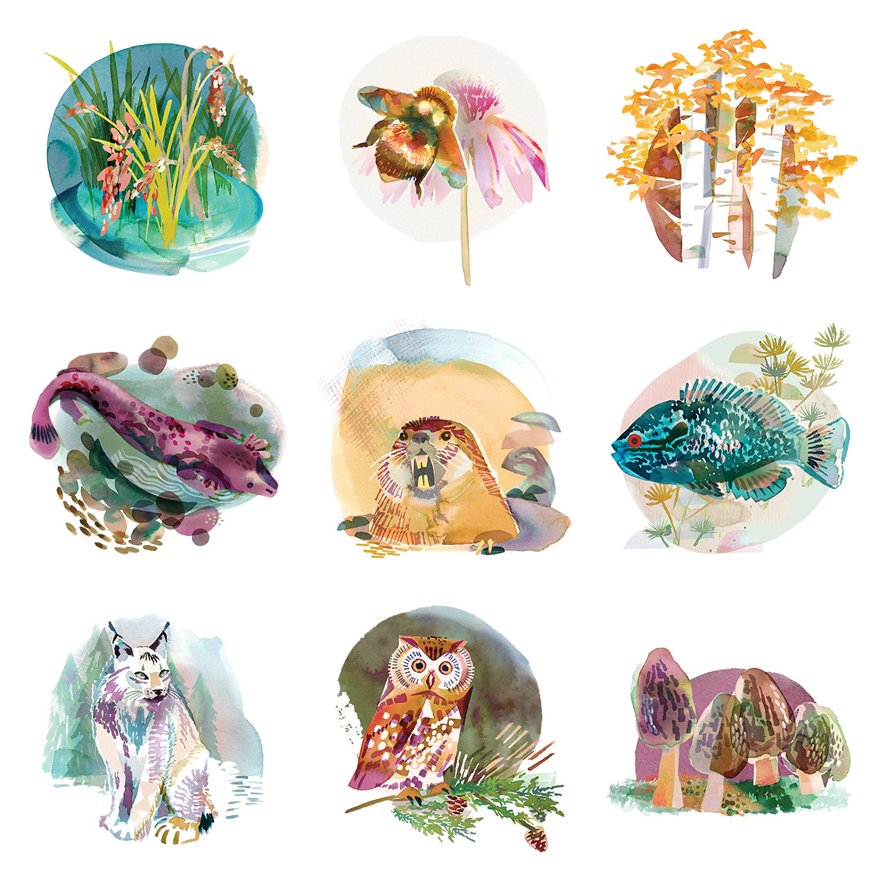 Illustrations of Wild Rice, Rusty Patched Bumblebee, Quaking Aspen, Mudpuppy, Northern Pocket Gopher, Northern Sunfish, Canada Lynx, Boreal Owl, and Morel Mushroom.